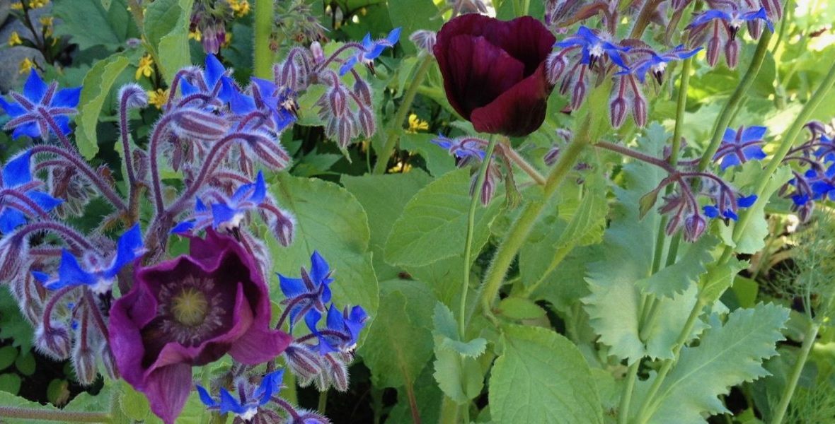 Poppies and borage