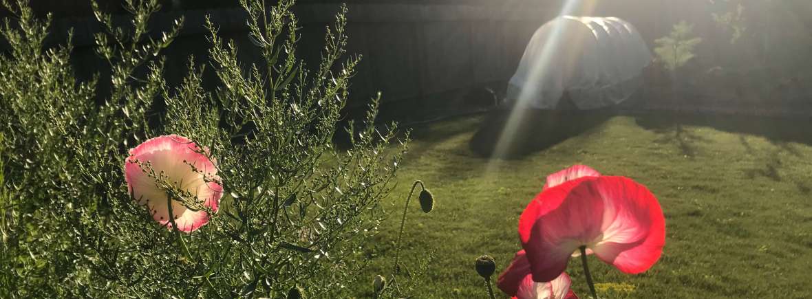 Tarragon and poppies