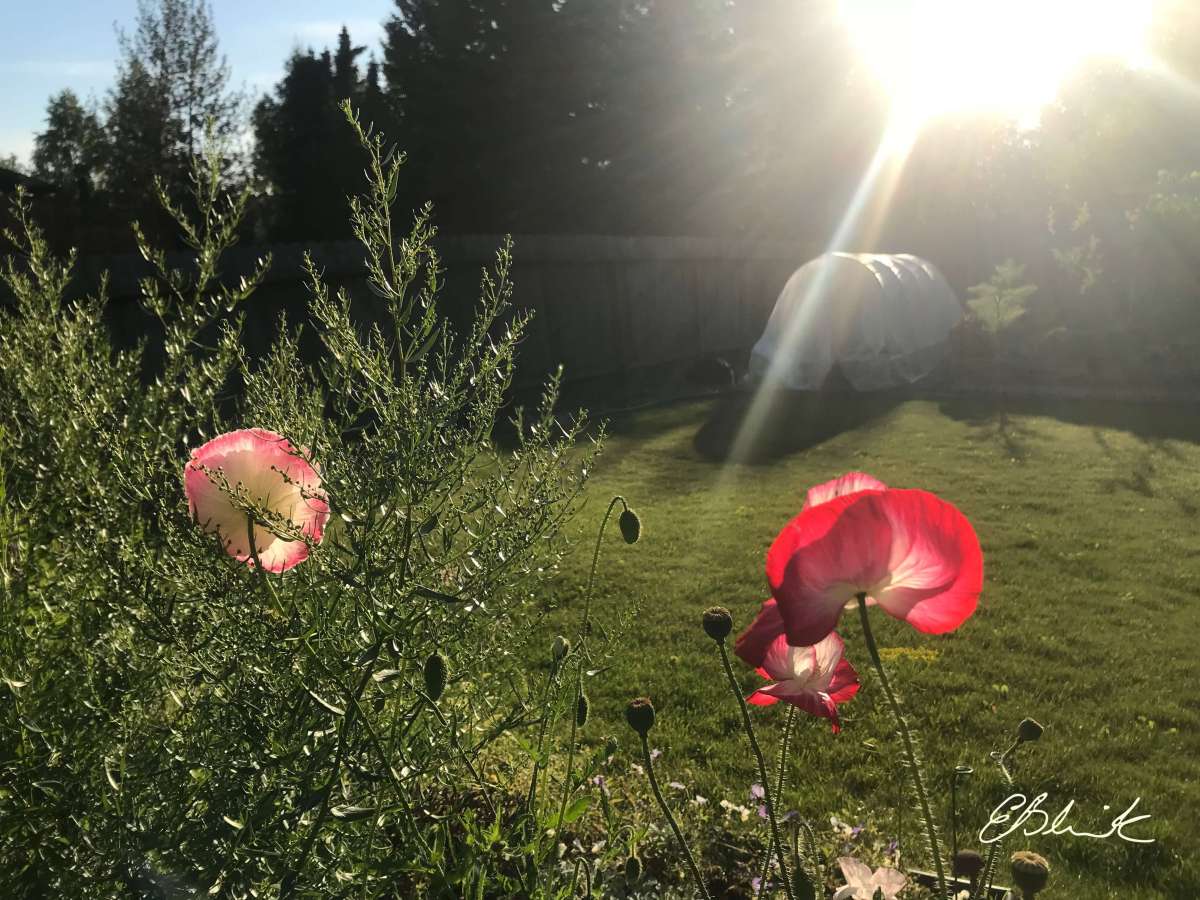 Tarragon and poppies