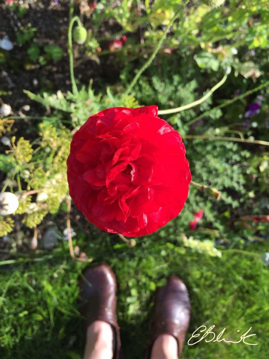 Shirley double poppy