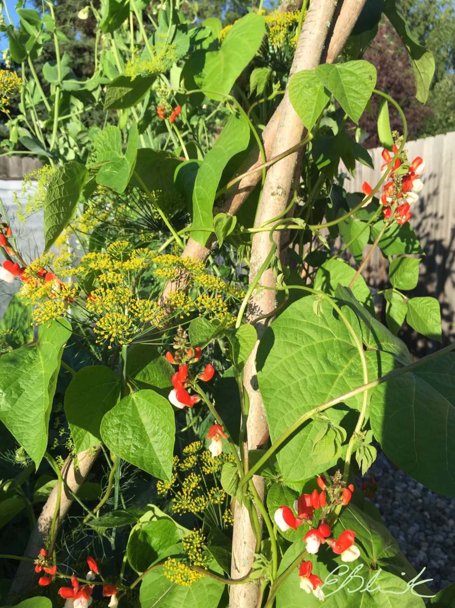 runner beans