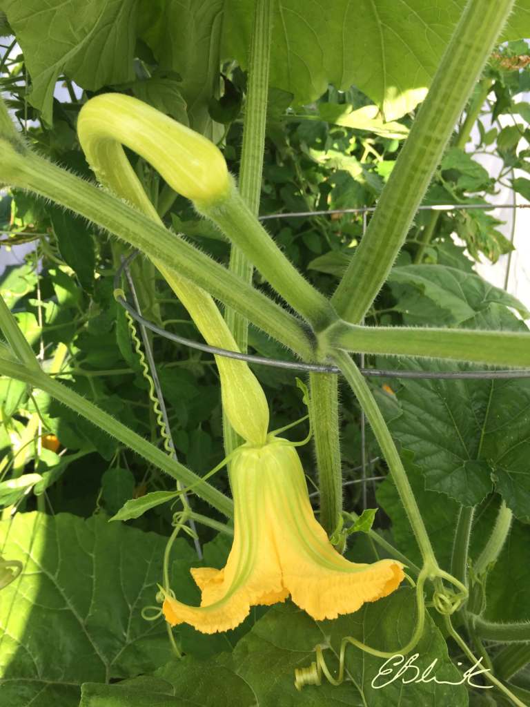 Tromboncino squash