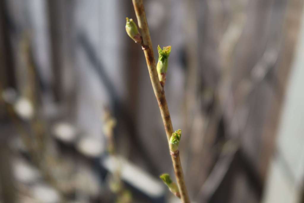 Black currant buds