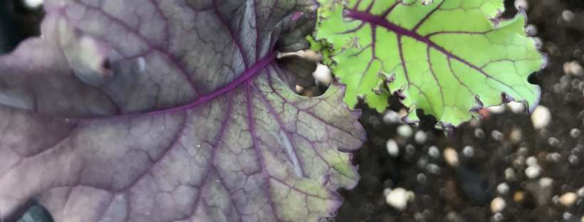 Purple curly kale
