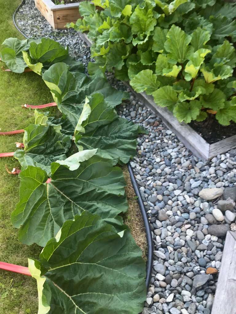 Rhubarb leaves